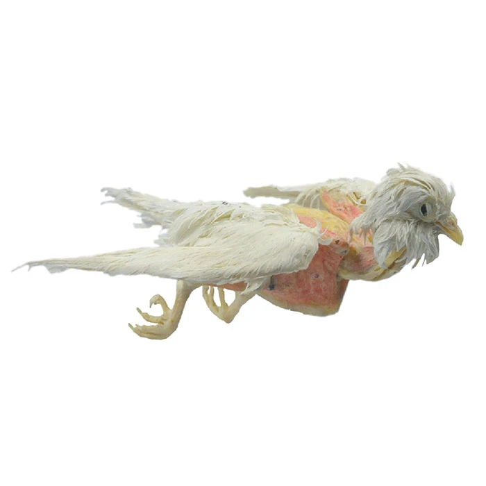 Bird-plastination Bird-plastination