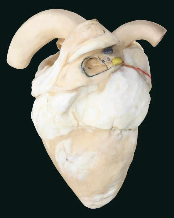 cow plastinated heart for sale